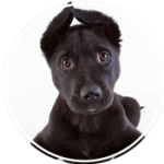 Puppy Training Classes in NDG
