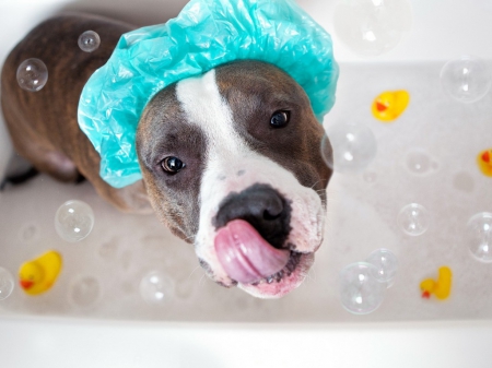 Positive Dog Grooming
