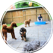 Pet Care, Dog School, and Dog Daycare Services in Montreal