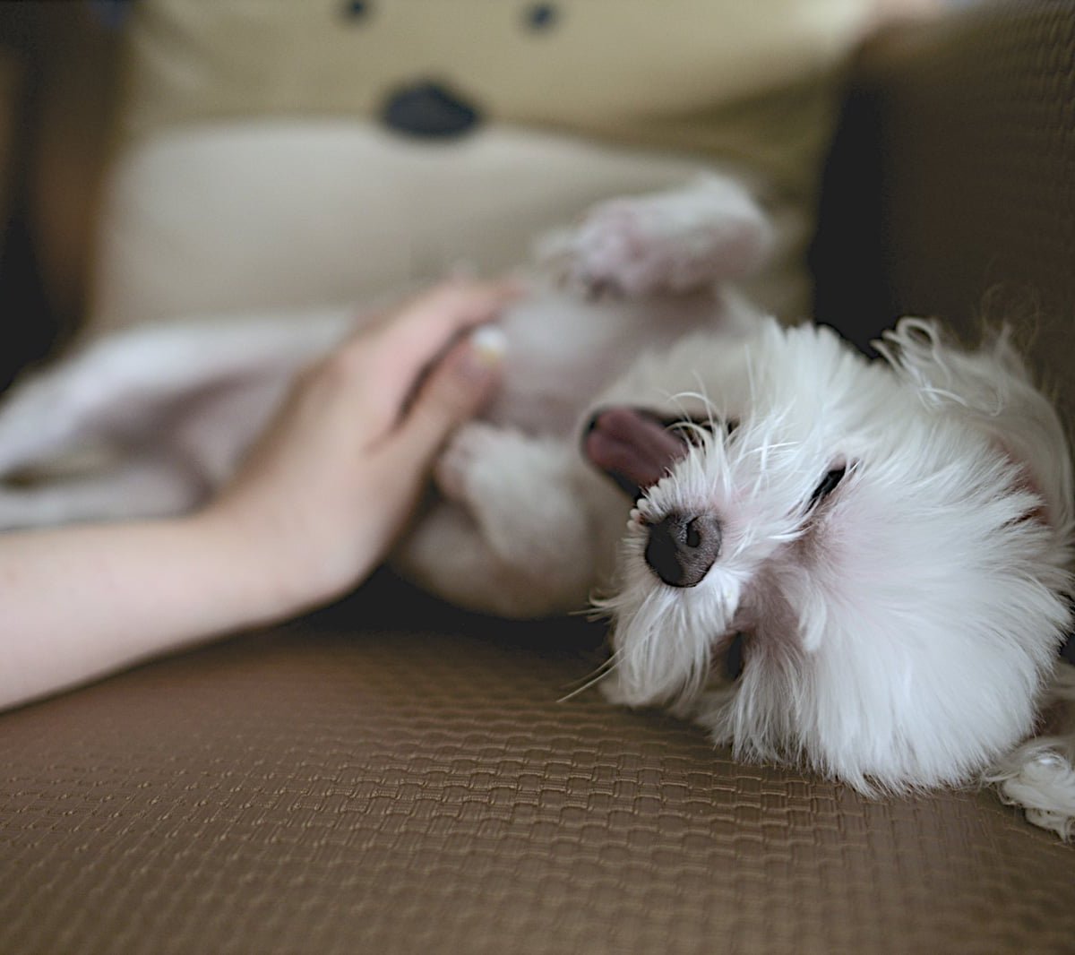 DoggyDay Centre Canin | Premier Pet Services Montreal DoggyDay Centre Canin | Premier Pet Services Montreal