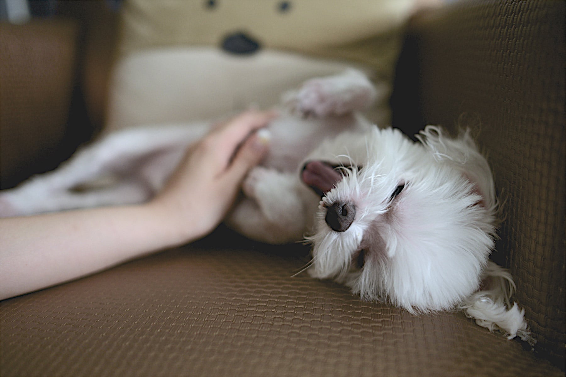 Dog Sitting Services Montreal