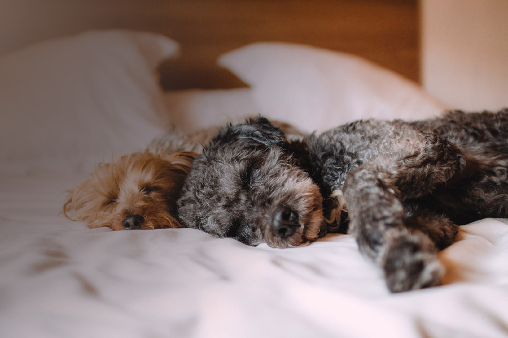 Our Pet Care Mission Montreal